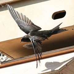 Swift-up-close.jpeg